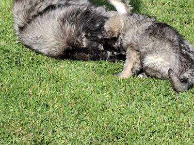 IKC Registered Caucasian Shepherd Dog